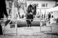 /album/fotogaleria-uvodna-stranka/a13086877-1761942477373597-6433663396785832173-o-jpg/